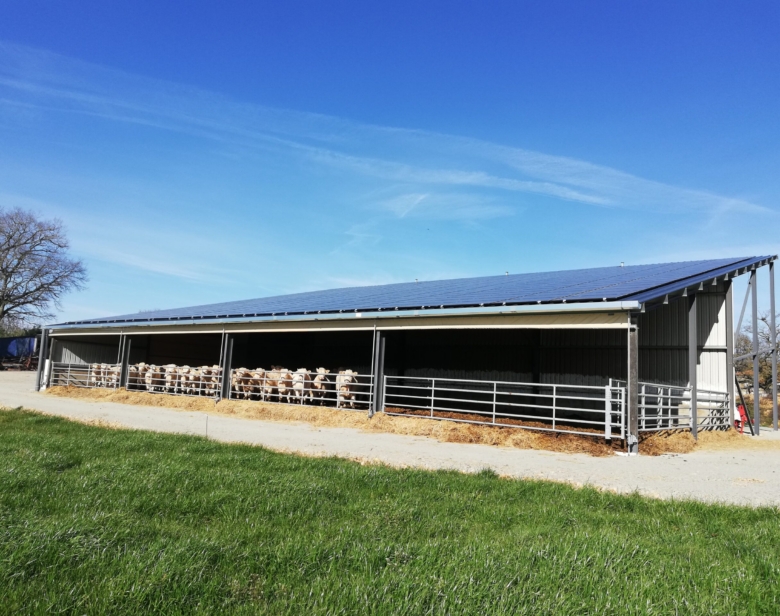 Bâtiment agricole abritant des vaches dans des enclos avec litière, sous un toit métallique, entouré de pelouse et de cie