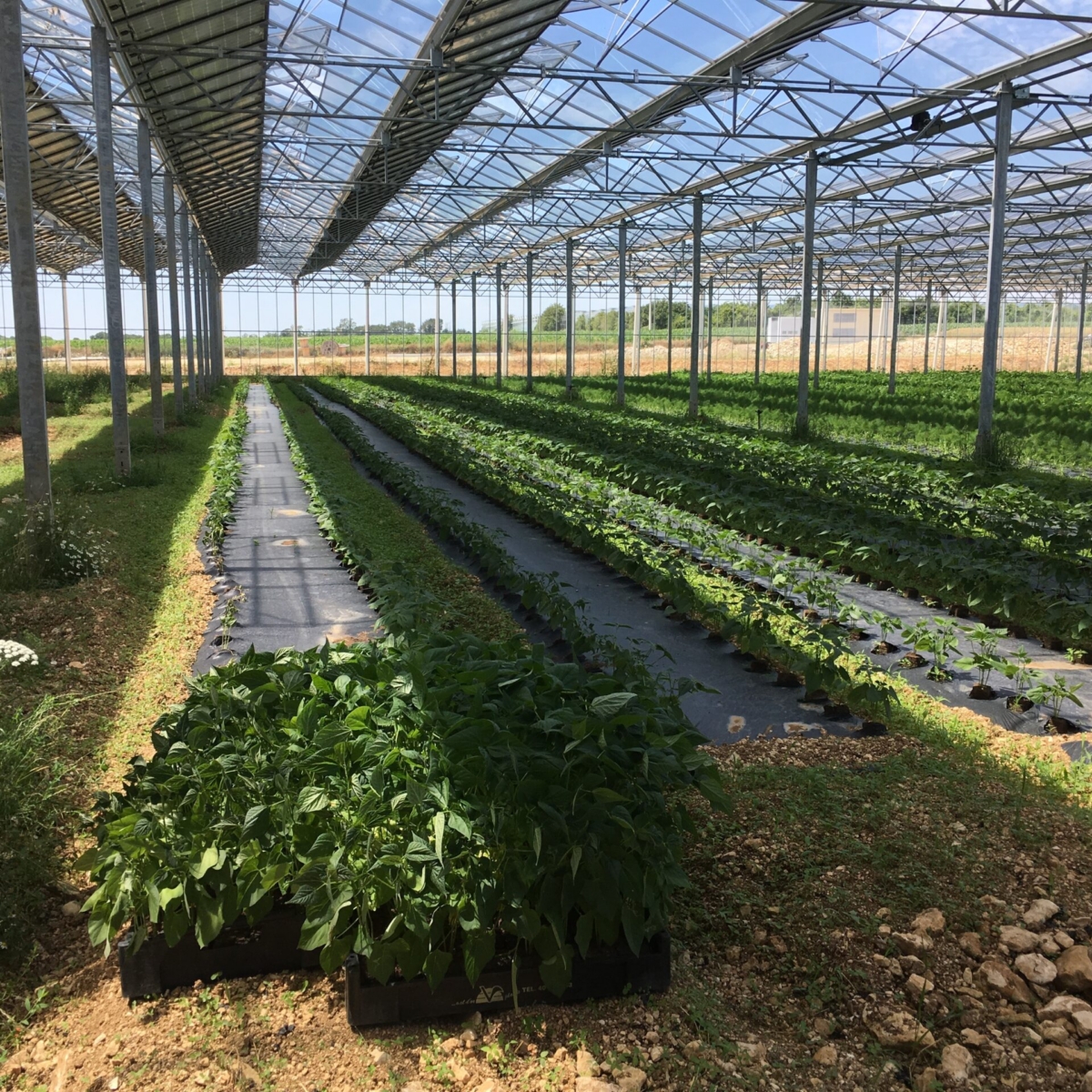 L’agrivoltaïsme, une synergie ?