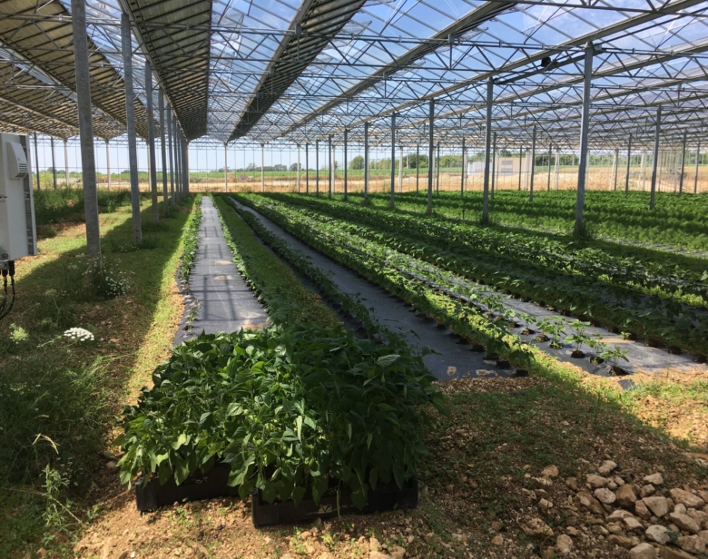 L’agrivoltaïsme, une synergie ?