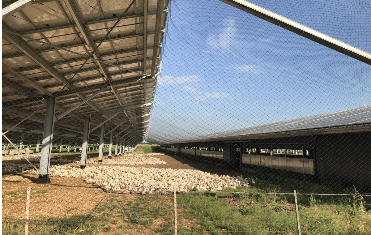 Bâtiment agricole abritant des poules pondeuses avec structure métallique et toit partiellement ouvert
