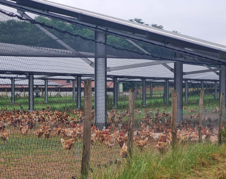 Clôture abritant des poules sous une structure couverte et grillagée en extérieur avec des bâches pour protection