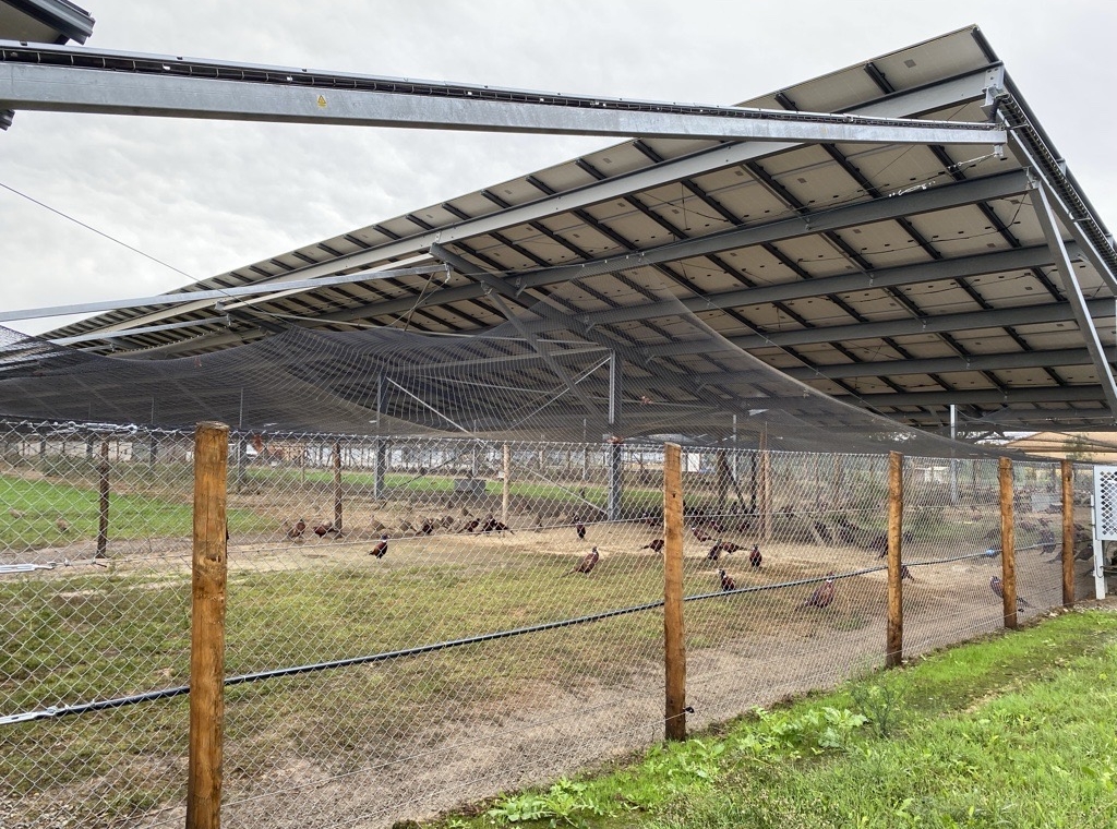Parc à poules abrité sous panneaux solaires avec clôture métallique et toiture en structure métallique