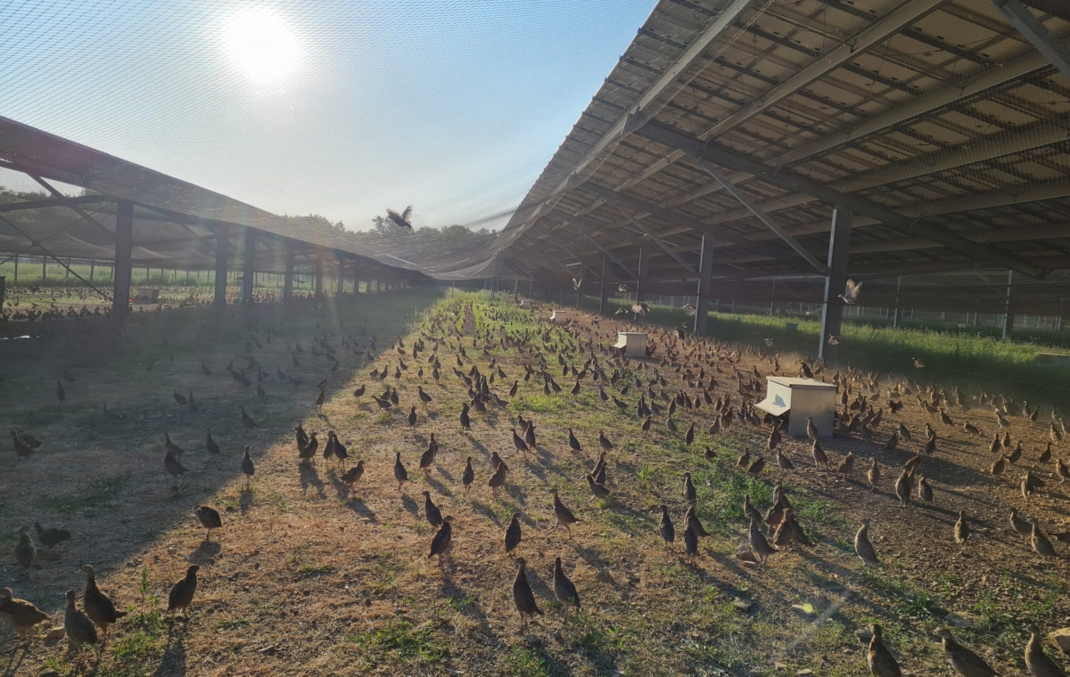 Poule dans un grand enclos couvert avec des dizaines d'oiseaux se déplaçant sur un sol en terre et herbe