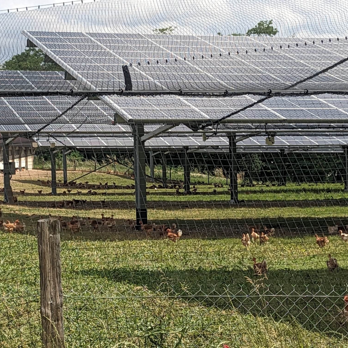 Solar Aviary