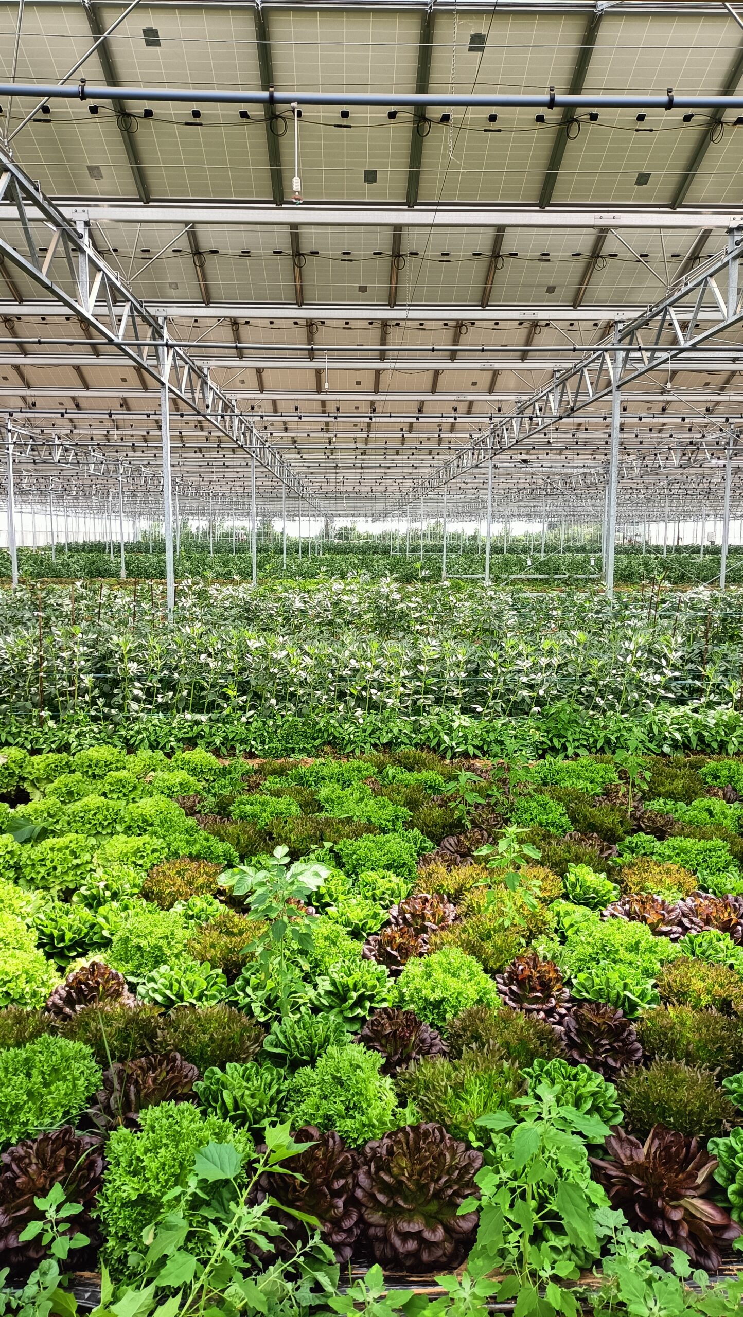 Serre agricole abritant des cultures variées de légumes verts et de choux en rangées bien organisées sous une structure m