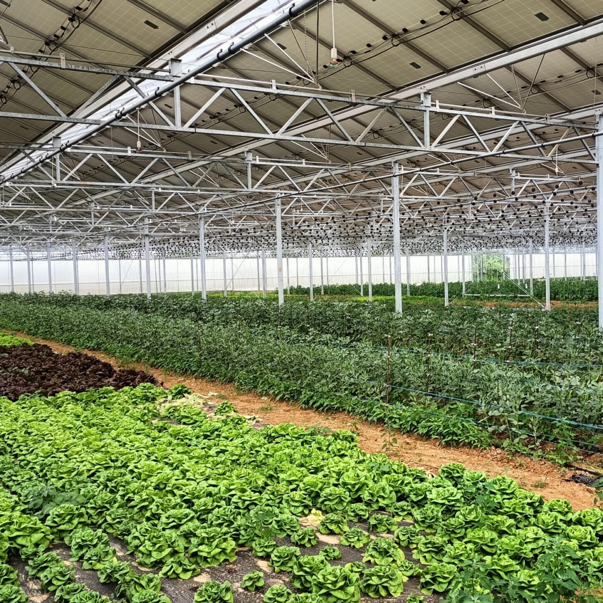 Photovoltaic greenhouse