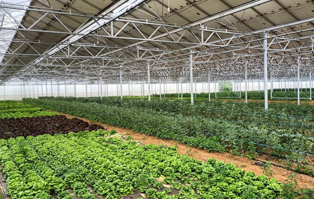 Photovoltaic greenhouse