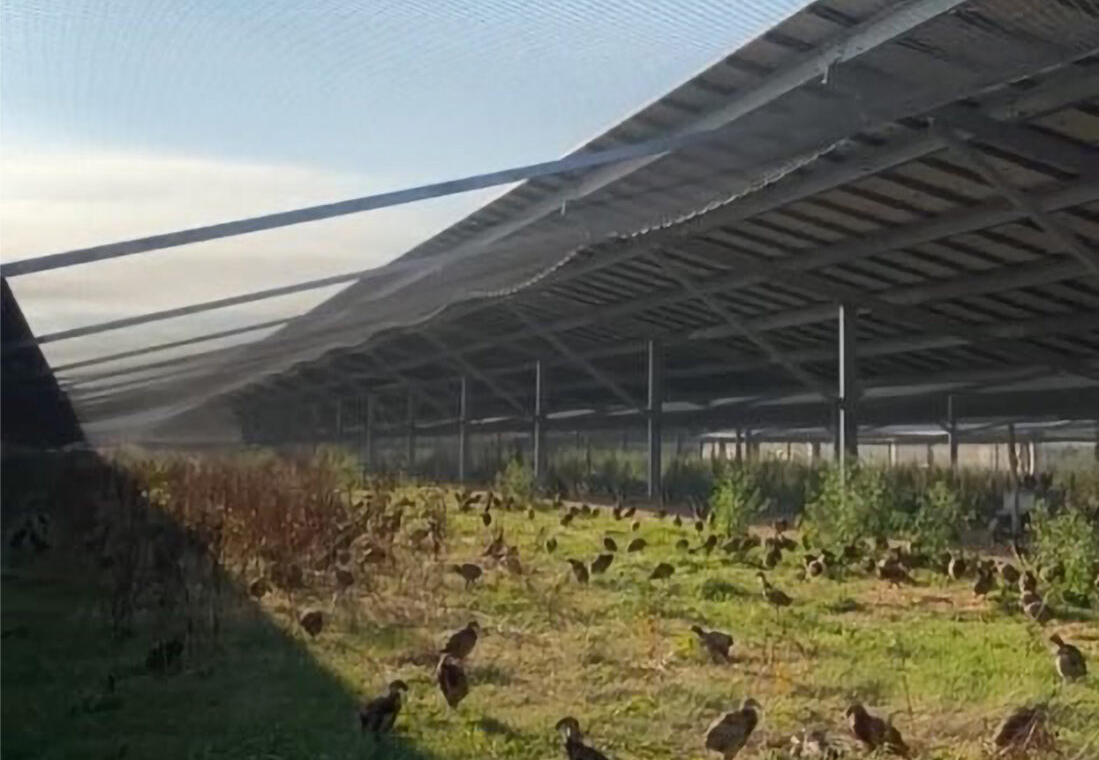 Poules se déplaçant dans un poulailler couvert avec végétation et structure métallique