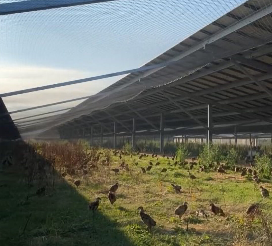 Solar Aviary