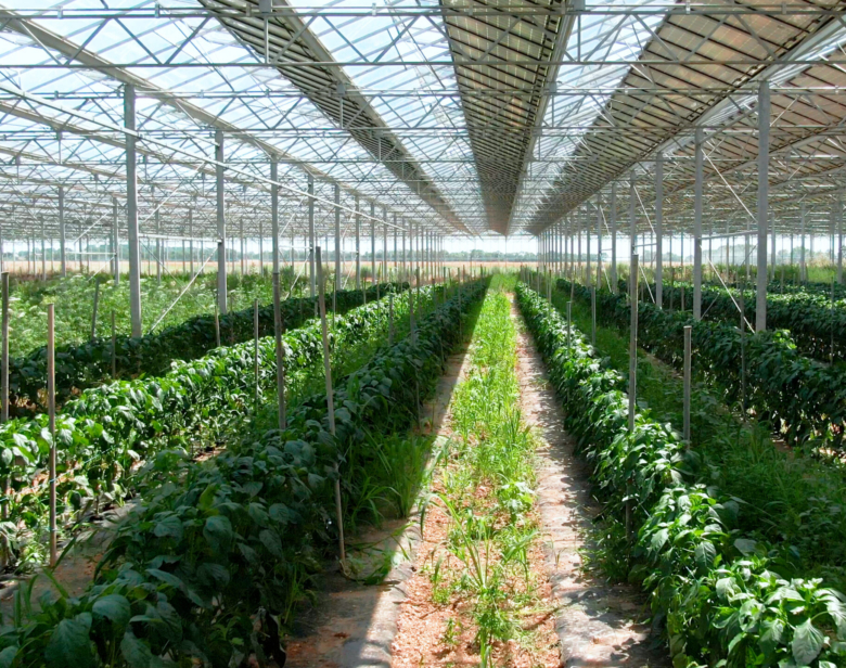 Serre agricole avec des plantes vertes cultivées en rangées sous une structure métallique et transparente