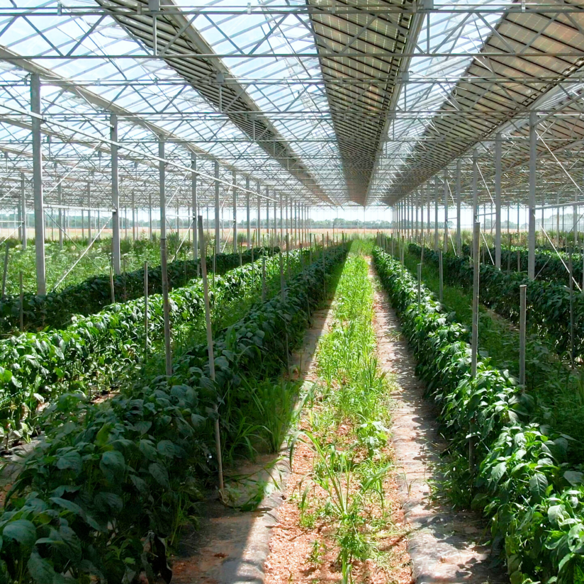 Technique Solaire powers ahead with €200M to scale up its development in France and abroad