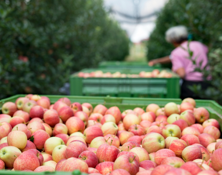 Soutien au développement et à la rénovation des vergers 