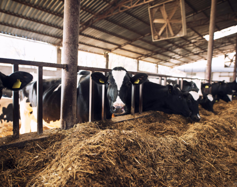 Vaches dans un étable en train de manger du foin dans un bâtiment agricole couvert