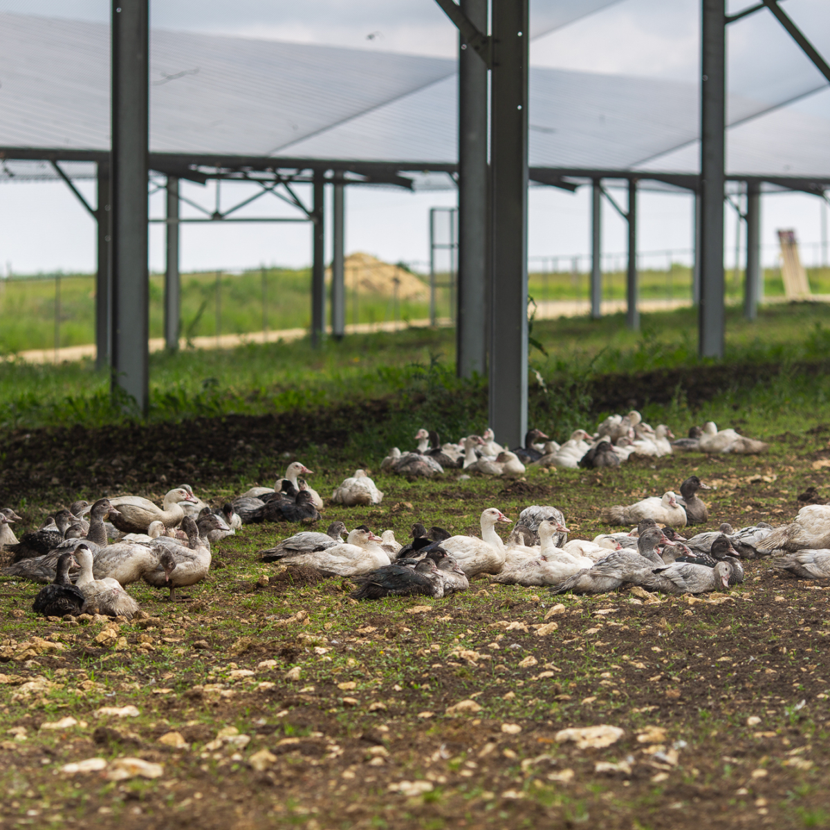 Volière photovoltaïque