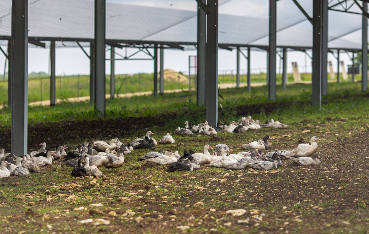 Poules et canards en plein air sous une structure d’agrivoltaïsme protégeant les animaux des intempéries dans une ferme