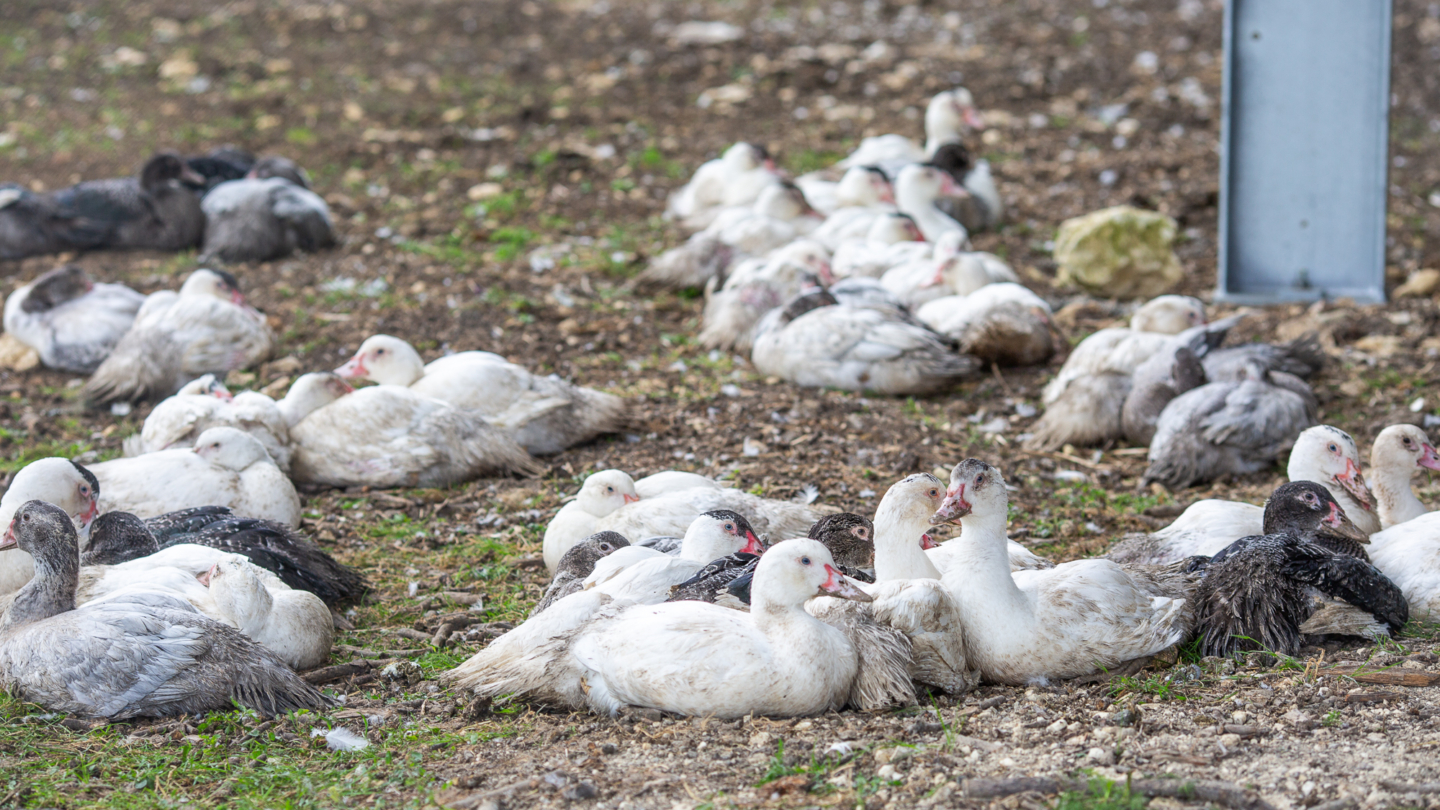 Élevage de canards et poules dans un enclos naturel en extérieur avec un sol recouvert de copeaux de bois et de végétatio
