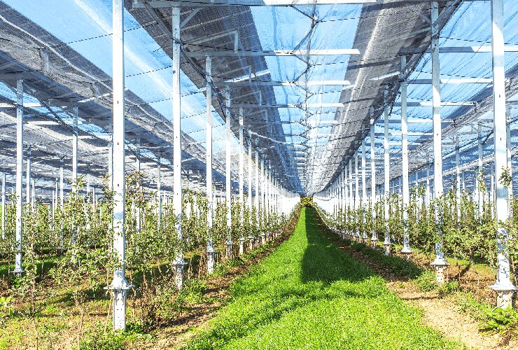 Suivi agronomique en agrivoltaïsme : protocole, indicateurs clés et cas réels