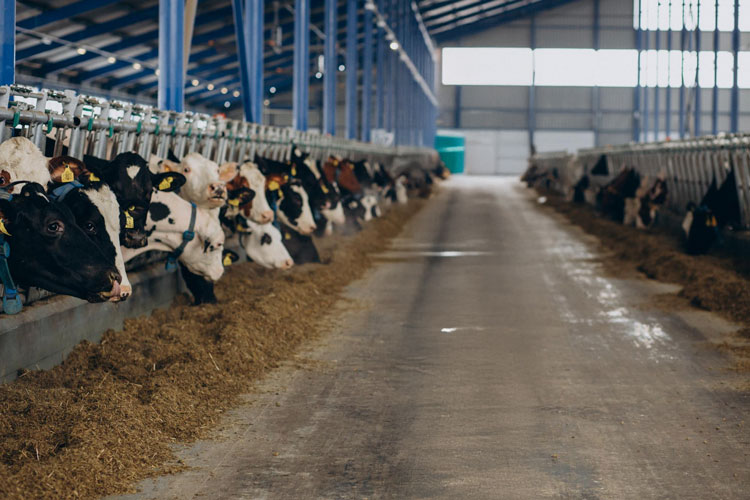 Aménagement de hangar agricole : les solutions possibles en 2025