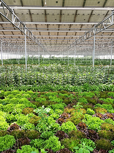 serre solaire lumineuse sous laquelle pousse des salades et des fèves