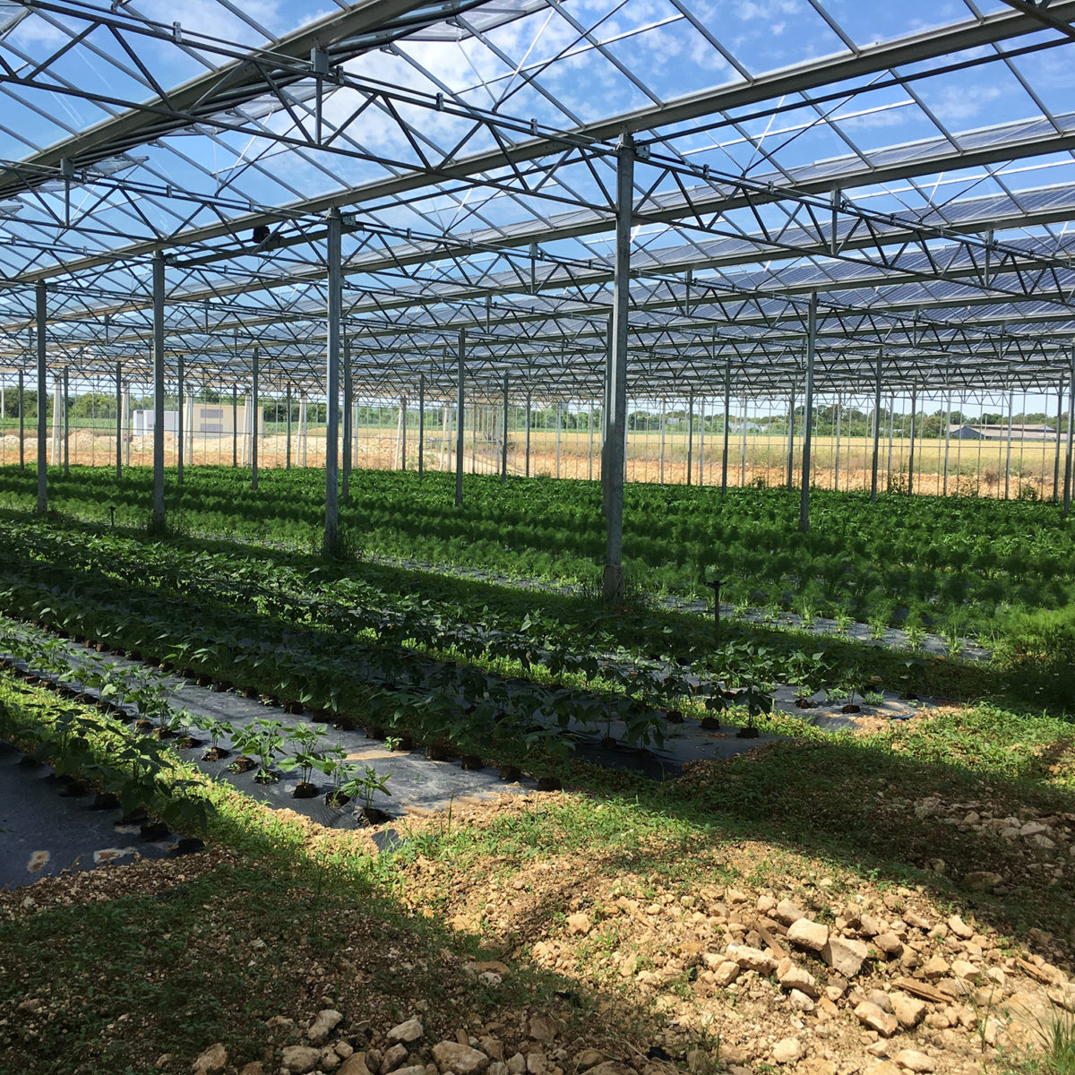 Lumière sous serre photovoltaïque : l’équilibre entre production d’énergie solaire et rendement