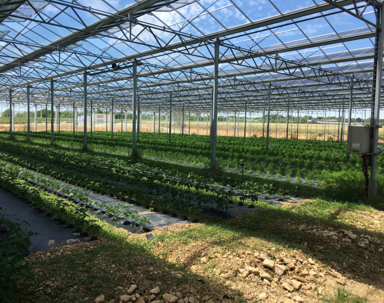 Lumière sous serre photovoltaïque : l’équilibre entre production d’énergie solaire et rendement