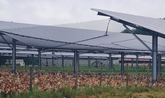 Technique Solaire confirme les bénéfices de ses volières photovoltaïques pour l&rsquo;élevage avicole : les résultats de notre nouvelle étude