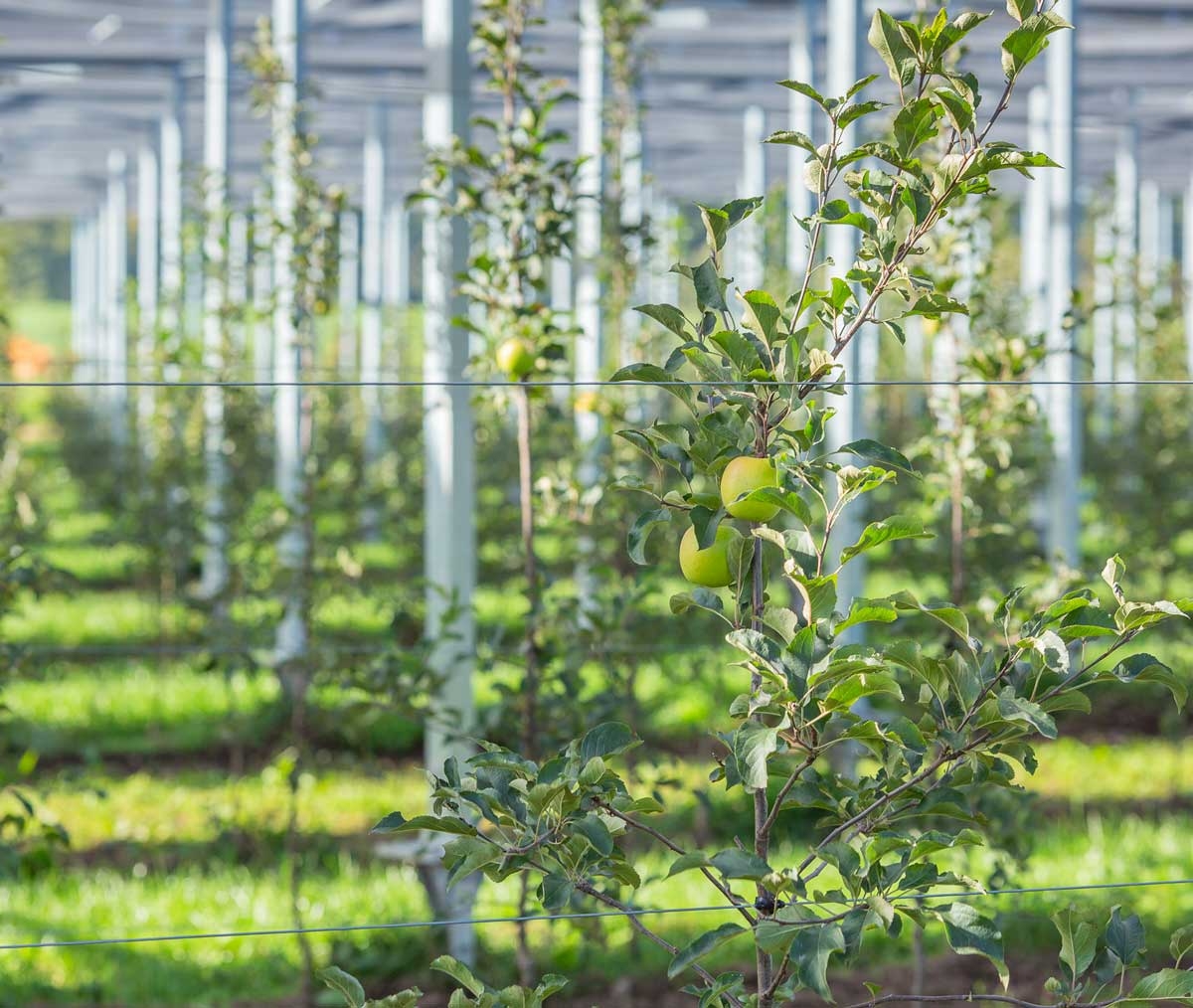 Abri climatique solaire sur verger