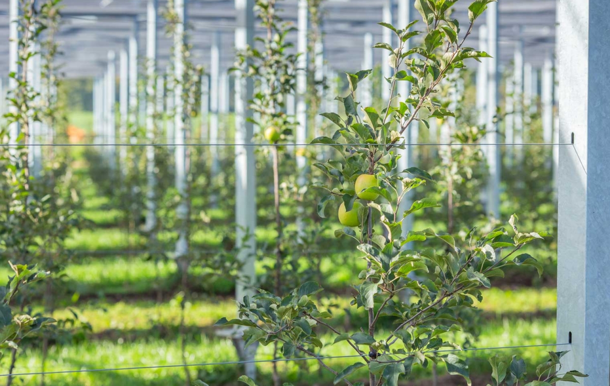 Verger avec arbres fruitiers en pleine croissance portant des fruits verts dans une serre ou un environnement agricole struct