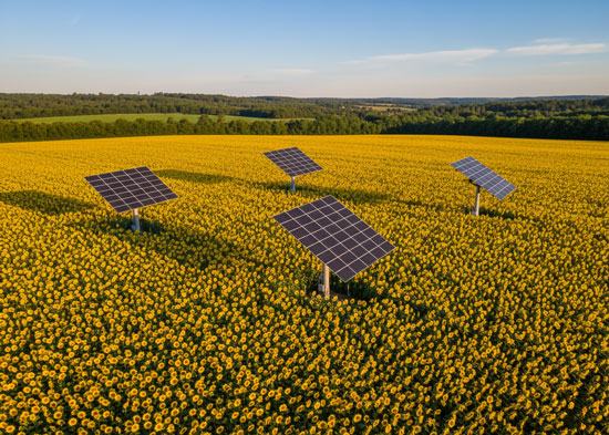 trackers solaires agricoles dans un champs de tournesol