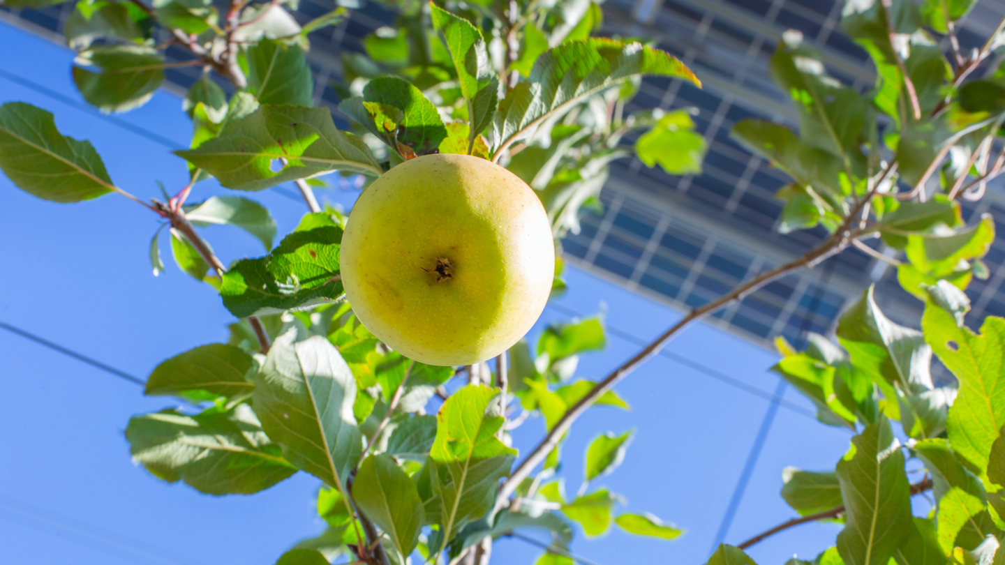 Pomme mûre suspendue sur un arbre fruitier en plein air avec un ciel dégagé et une structure en arrière-plan évoquant un
