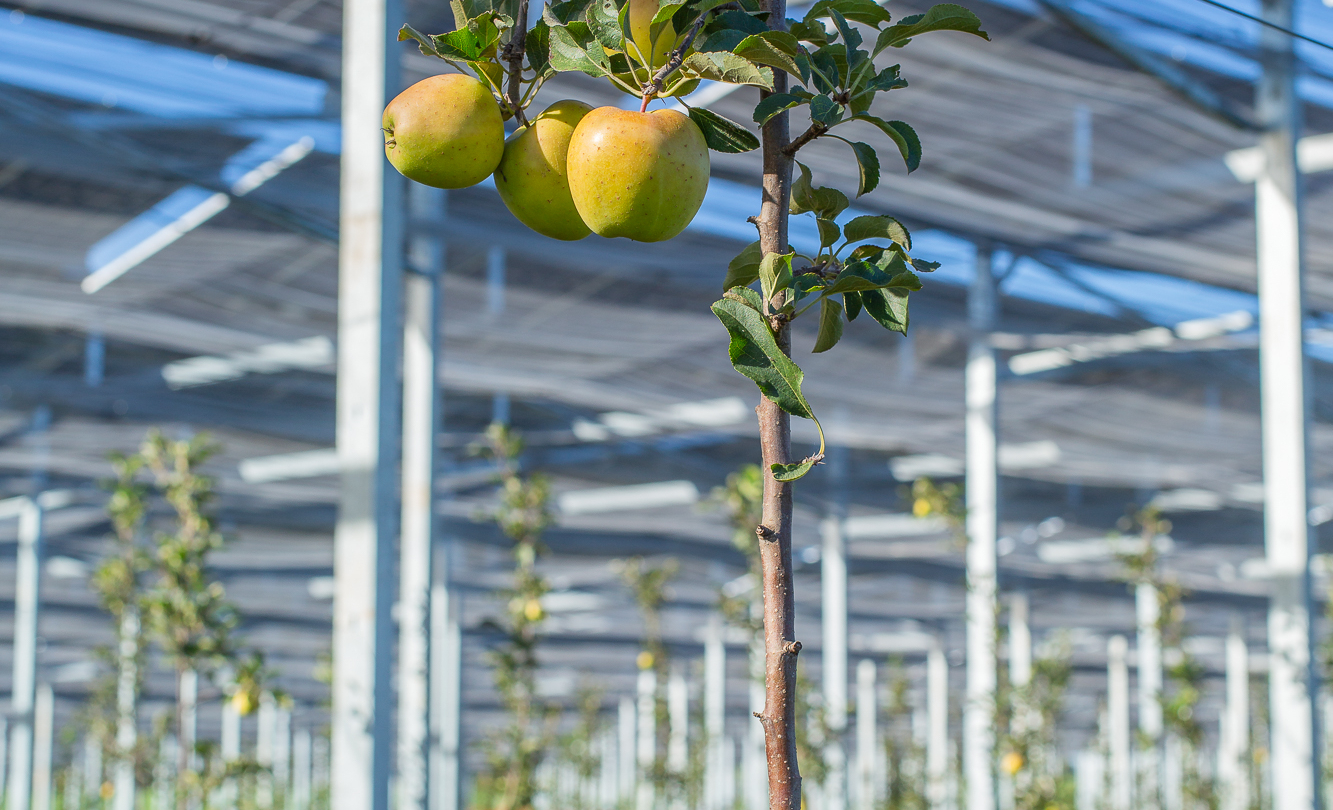 Serres agricoles abritant des arbres fruitiers en production sous système d’agrivoltaïsme où panneaux solaires et cultur