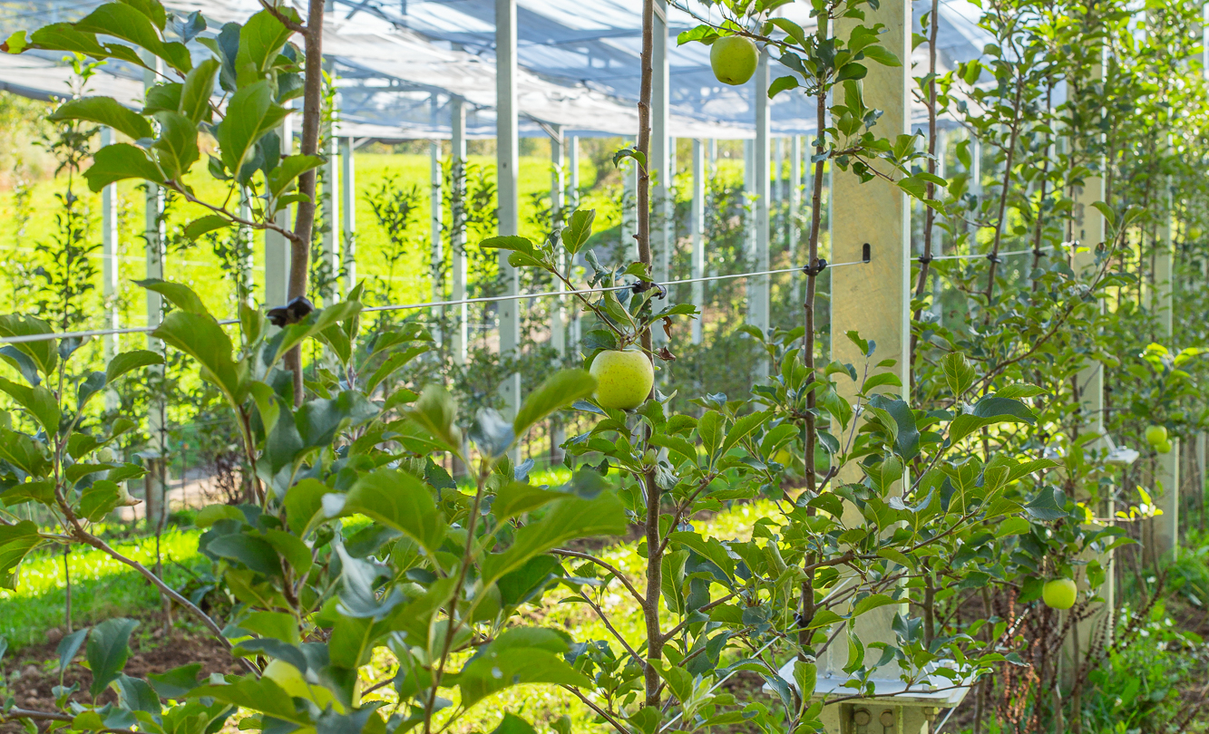 Culture intensive d’arbres fruitiers sous serre permettant l’optimisation de la production agricole grâce à l’agricul