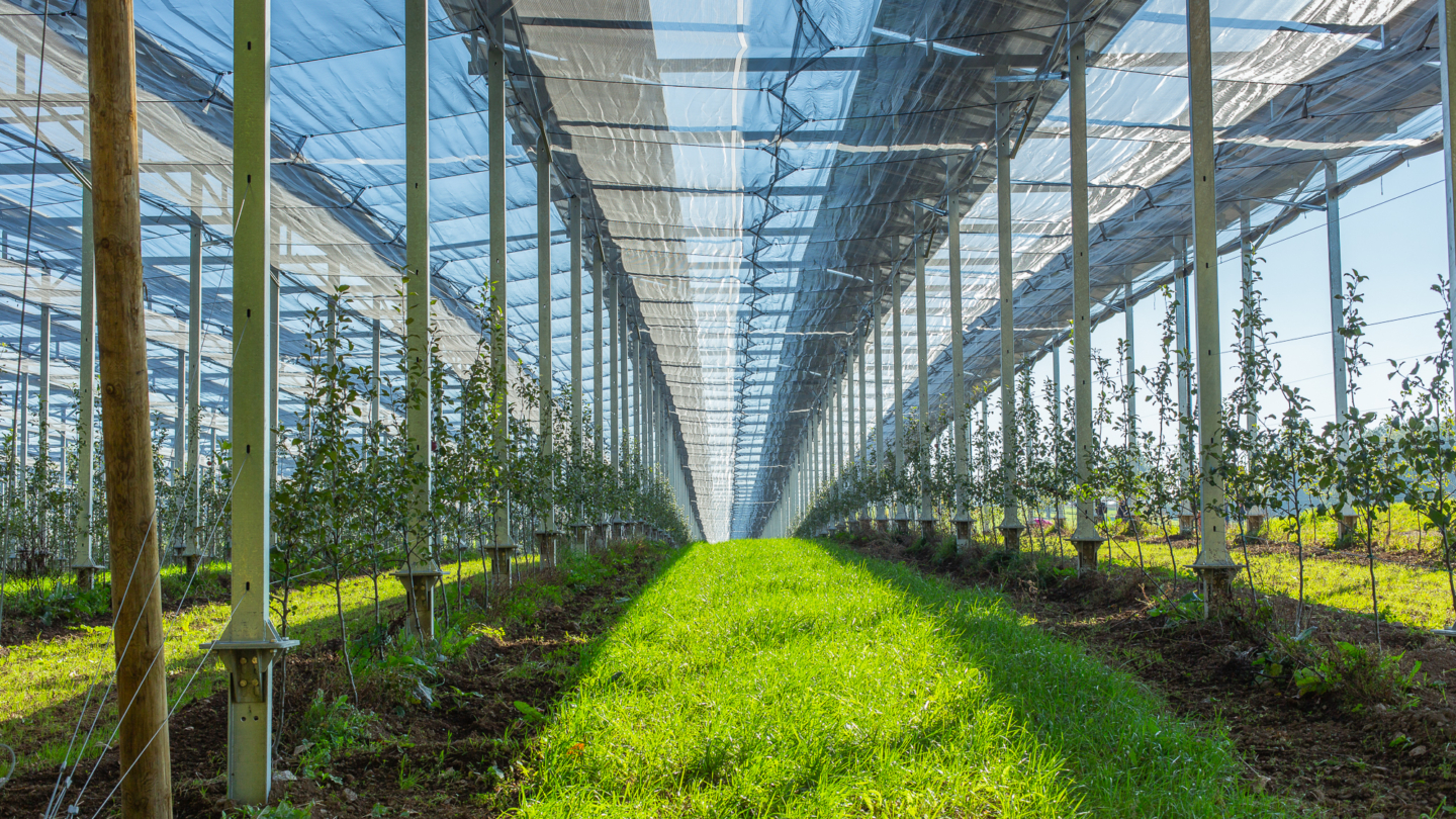 Serre agricole moderne abritant des jeunes plants sous structure transparente favorisant l’agrivoltaïsme avec une protecti