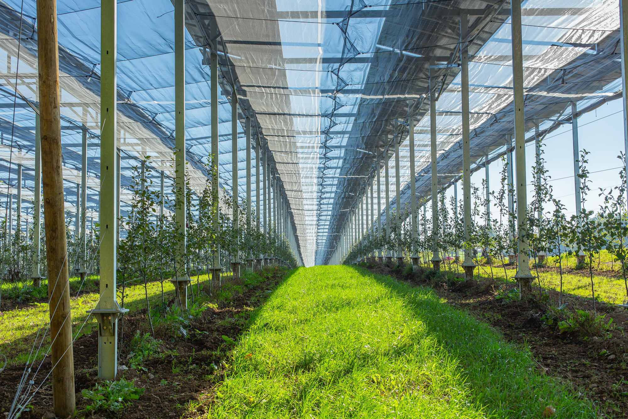 Serre agricole moderne abritant des jeunes plants sous structure transparente favorisant l’agrivoltaïsme avec une protecti