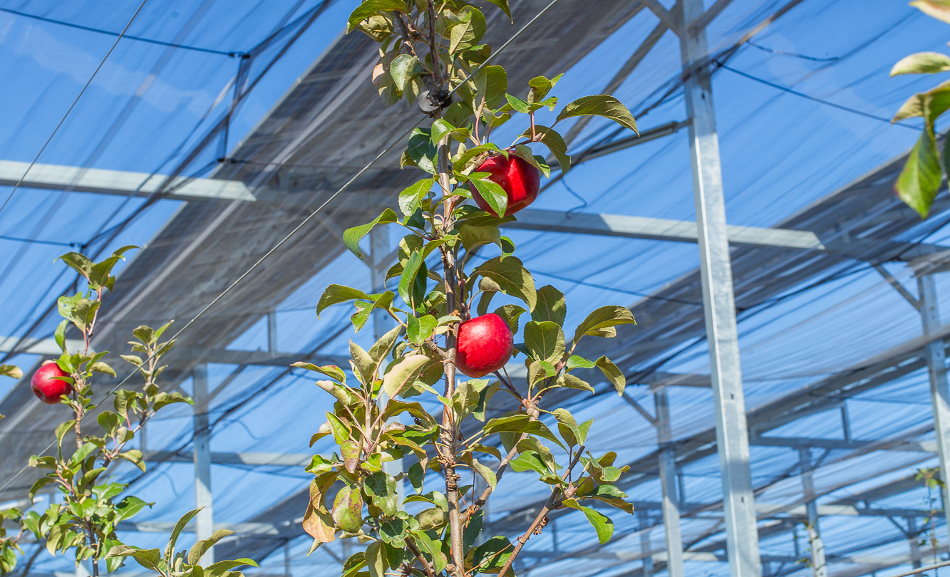 Culture d’arbres fruitiers sous serre combinée avec des installations d’agrivoltaïsme permettant une production optimis
