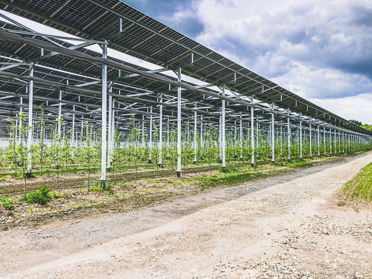 projat agrivoltaique sur pommiers