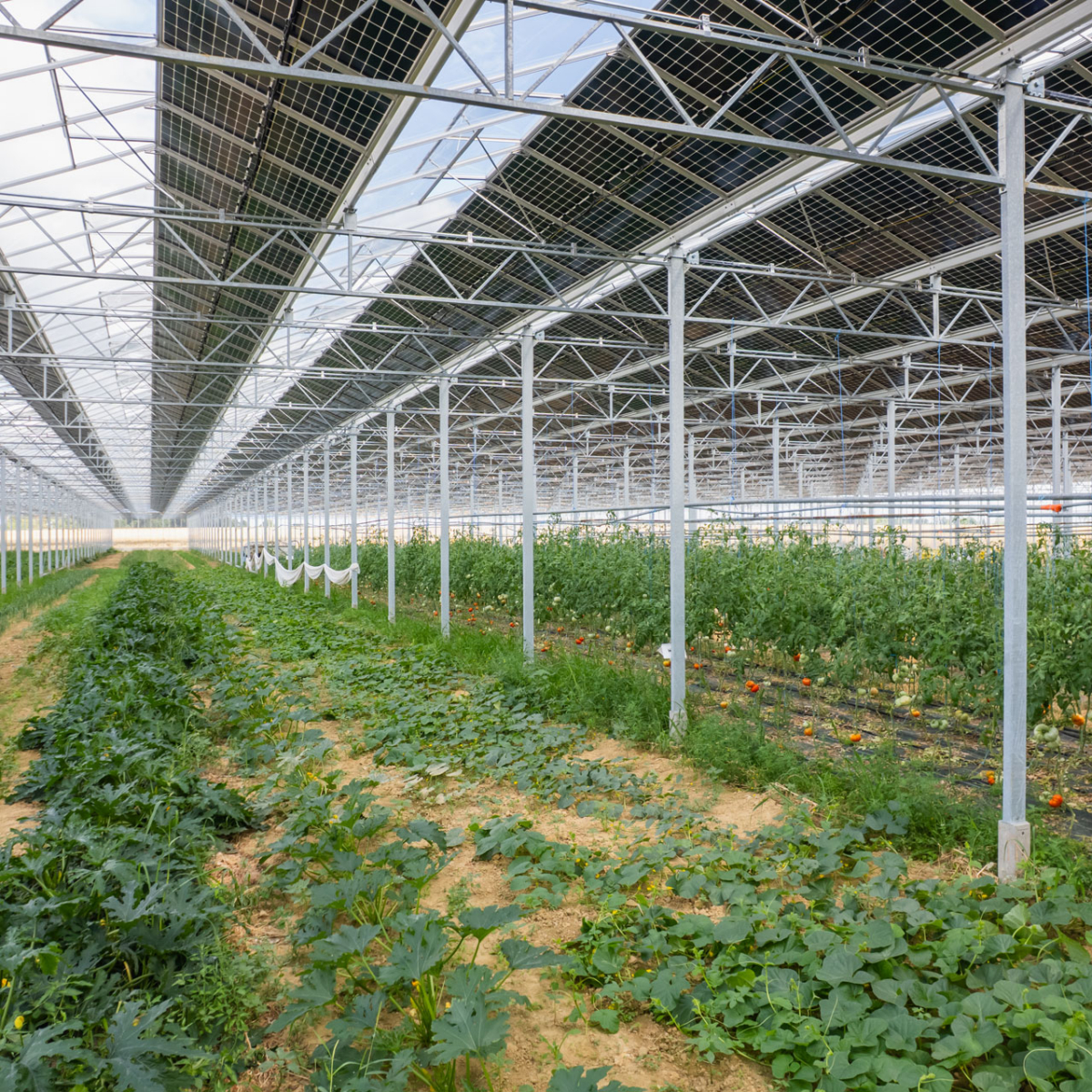 Serre photovoltaïque pour maraîchage bio dans l&rsquo;Indre