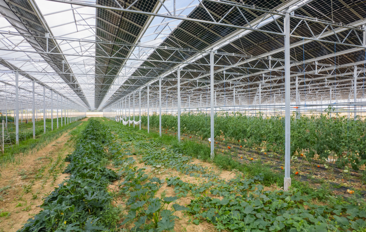 Serre agricole abritant des cultures de fruits et légumes sous structure métallique et toiture transparente