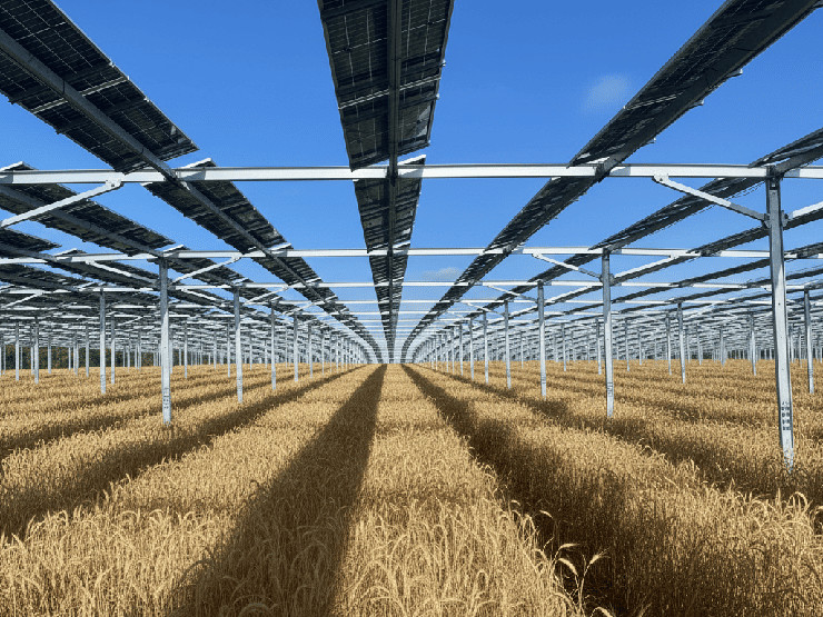 Champ de céréales sous structure de panneaux solaires surélevés avec un ciel dégagé