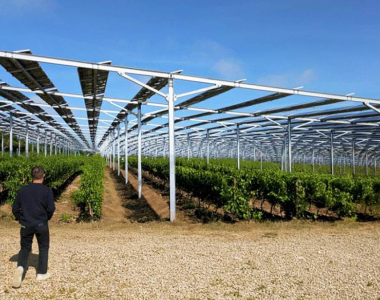 Panneau solaire et vigne : la production d’énergie dans les vignobles
