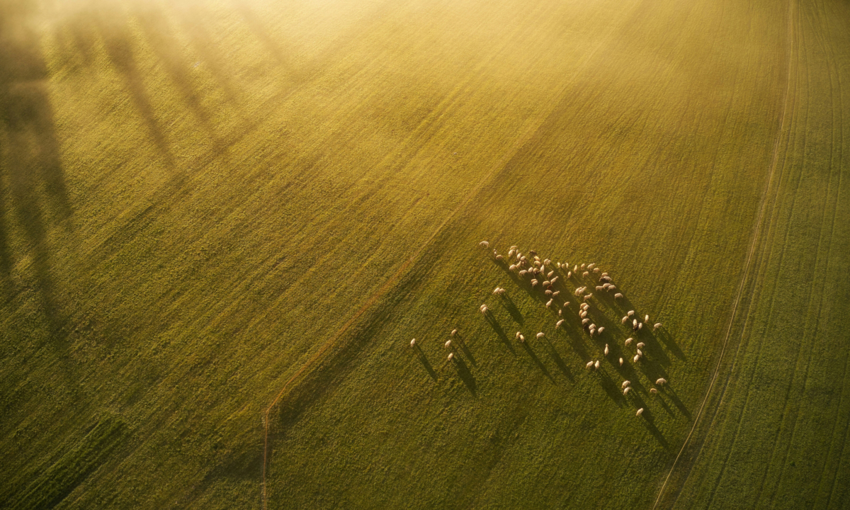 L&rsquo;agrivoltaïsme : l&rsquo;essentiel à savoir