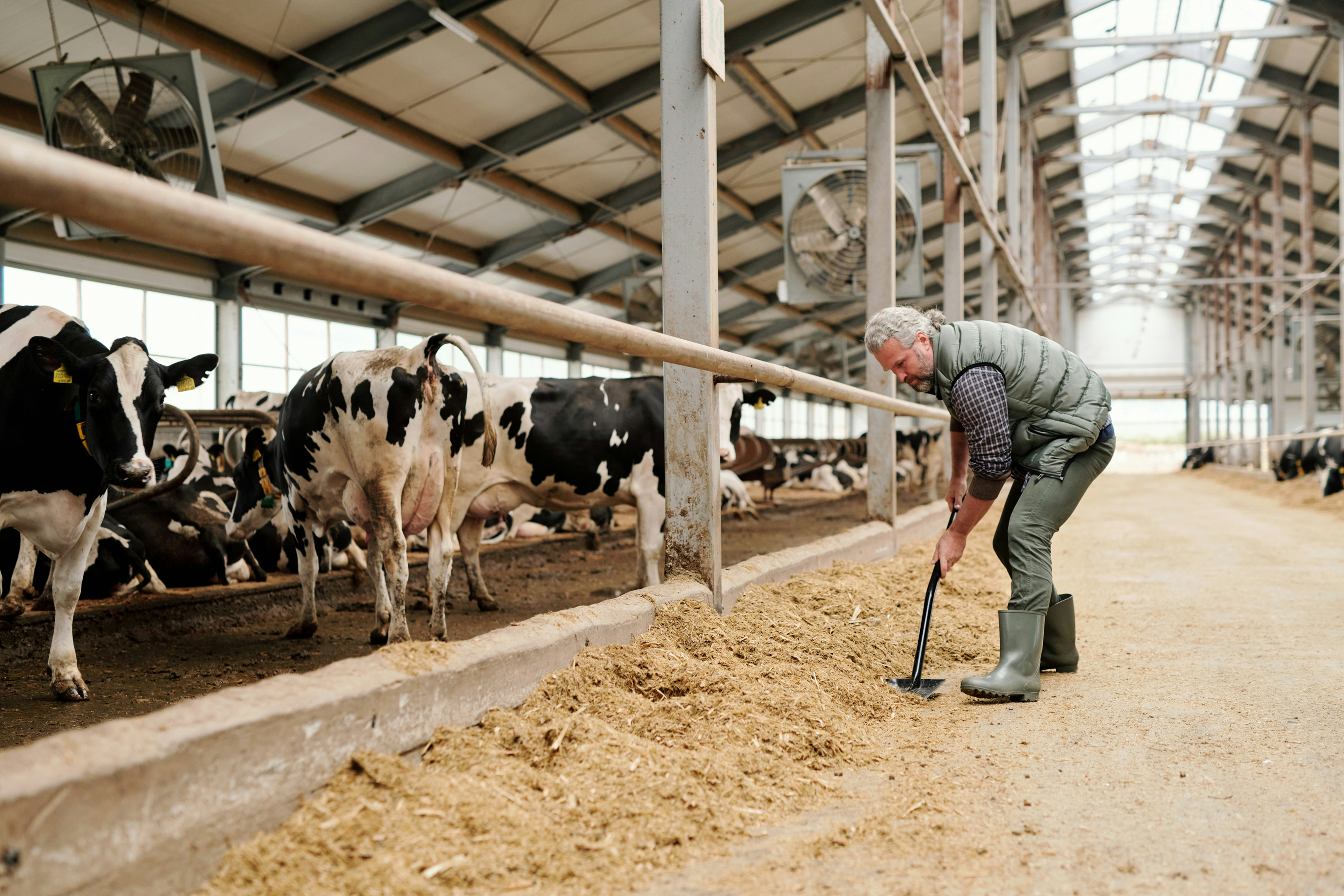 Un agriculteur bent en train de nourrir des vaches dans un bâtiment d'élevage moderne avec plusieurs animaux alignés dans