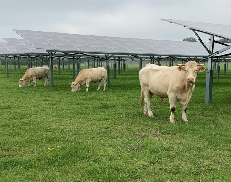 Agrivoltaïsme bovin : de quoi parle-t-on concrètement ?