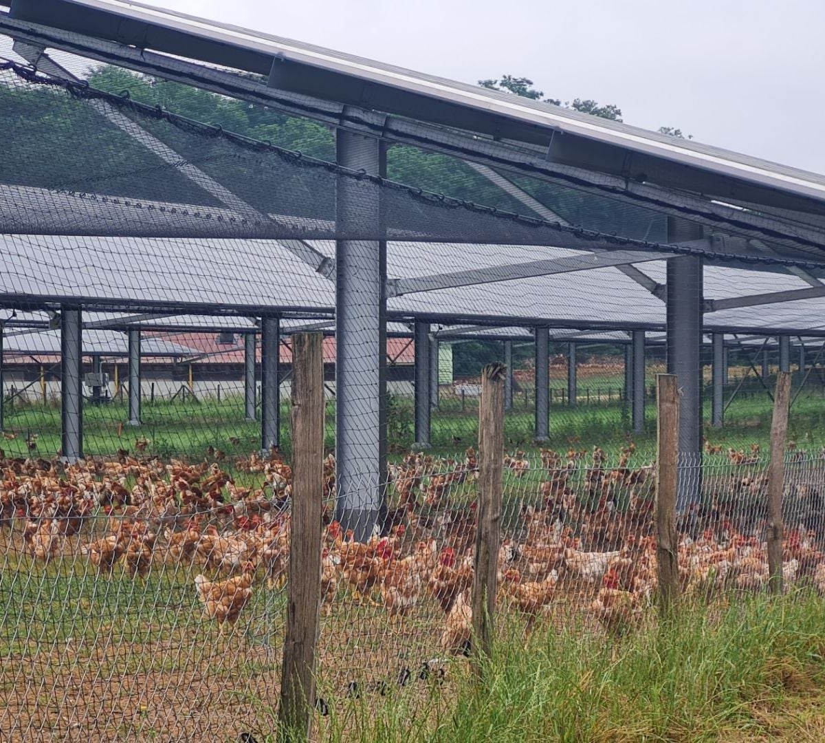 Volière d’élevage solaire photovoltaïque