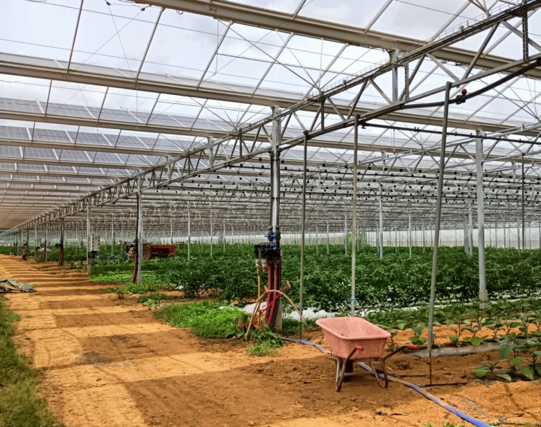 Serre agricole moderne abritant cultures sous structure transparente avec système d’irrigation et chemin central pour l’