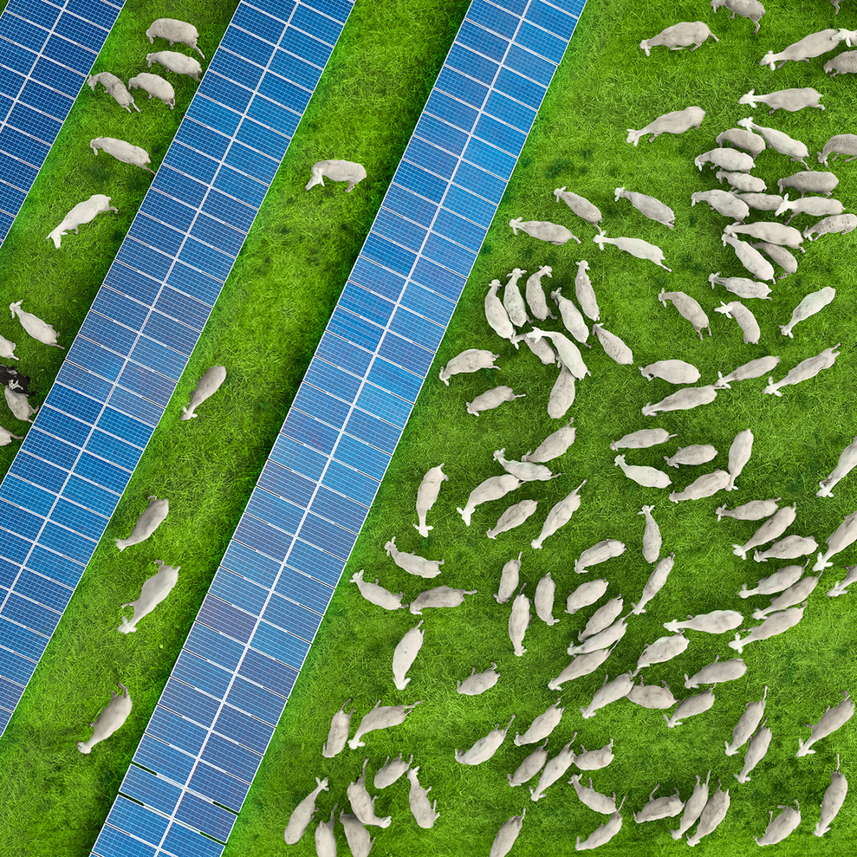 Agricole & photovoltaïque : guide complet pour tout comprendre