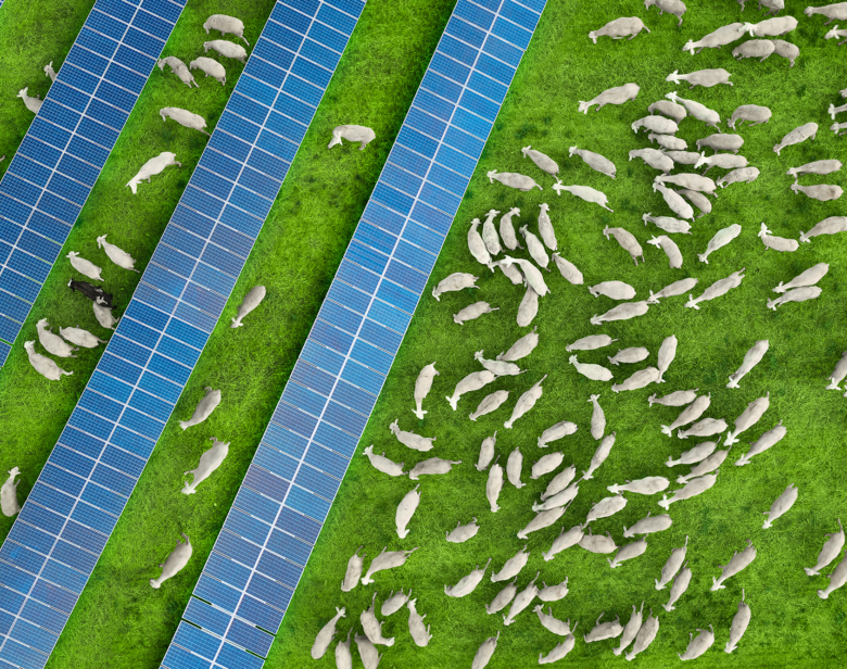 Parc agricole combinant troupeau de moutons et installation d’ombrières solaires pour une production énergétique durable