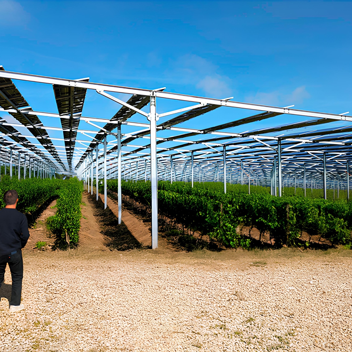 Panneau solaire et vigne : la production d’énergie dans les vignobles