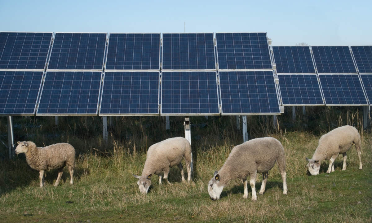 Parc agrivoltaïque ovin & bovin