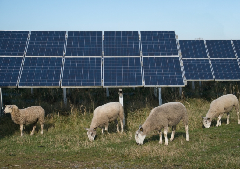Photovoltaic Sheep & Cattle Grazing Park
